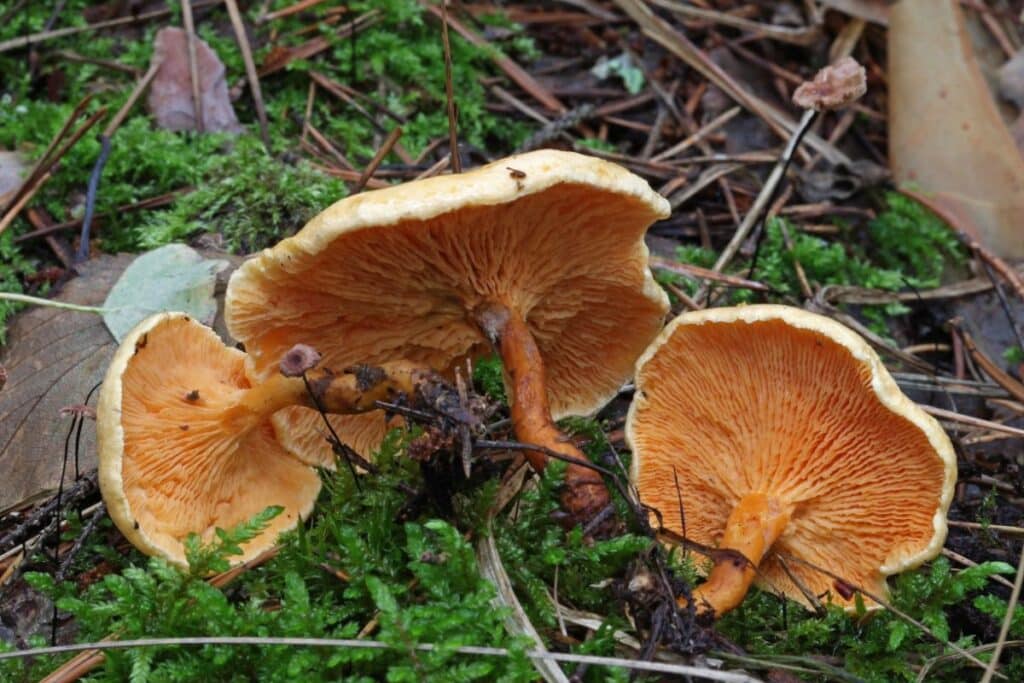 Chanterelle Identification How To Distinguish A False Chanterelle From