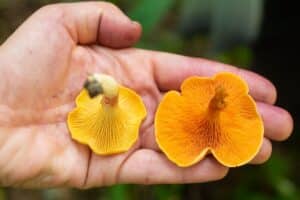 Chanterelle Identification: How To Distinguish A False Chanterelle From ...