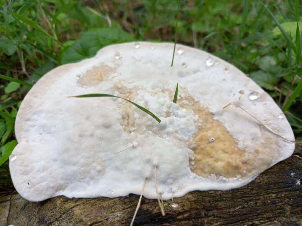 White Cheese Polypore: Identification Guide - Mushroom Appreciation