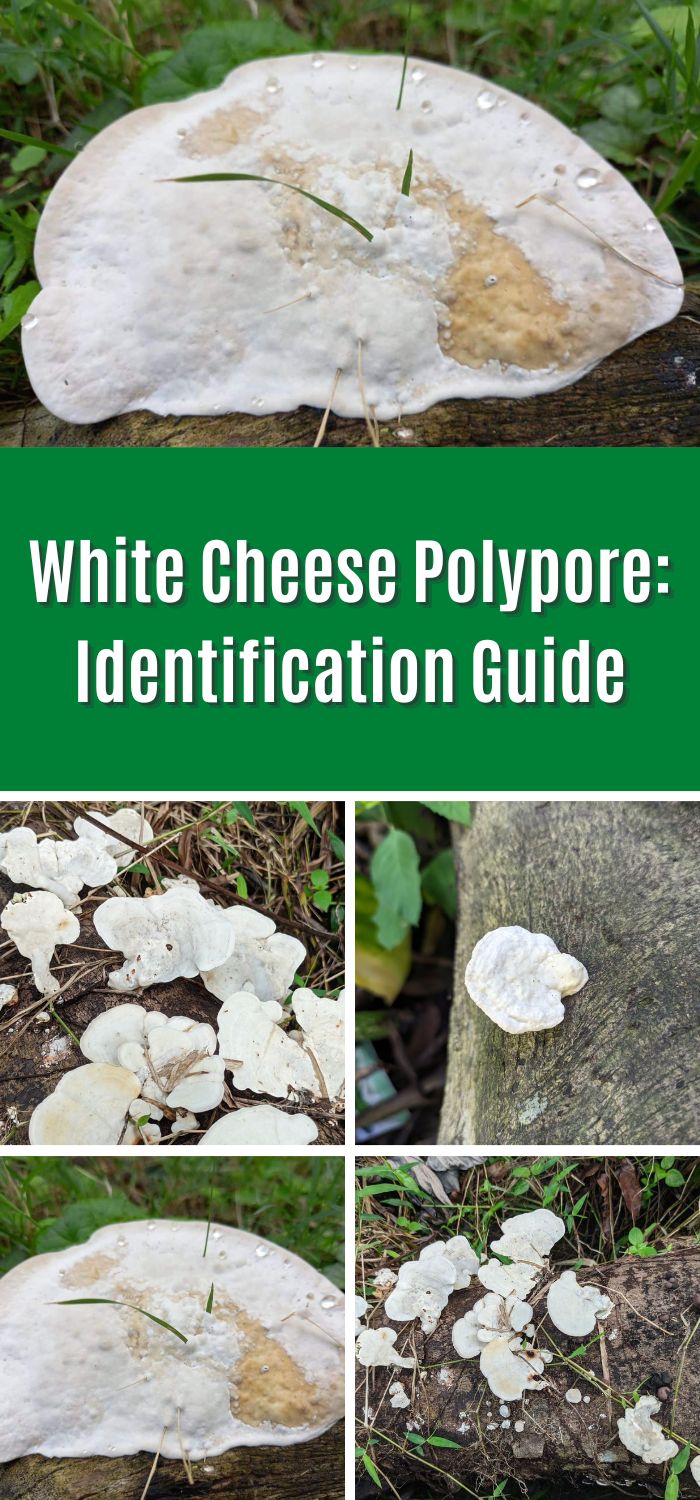 White Cheese Polypore: Identification Guide - Mushroom Appreciation