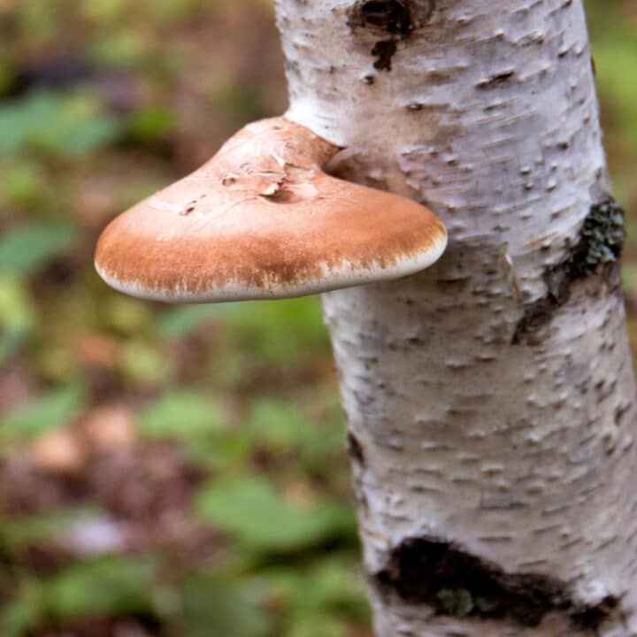 Introduction To Polypores: The Top 14 Edible and Medicinal Polypore ...