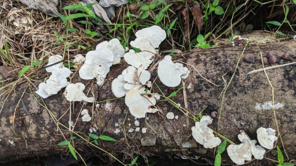 White Cheese Polypore: Identification Guide - Mushroom Appreciation