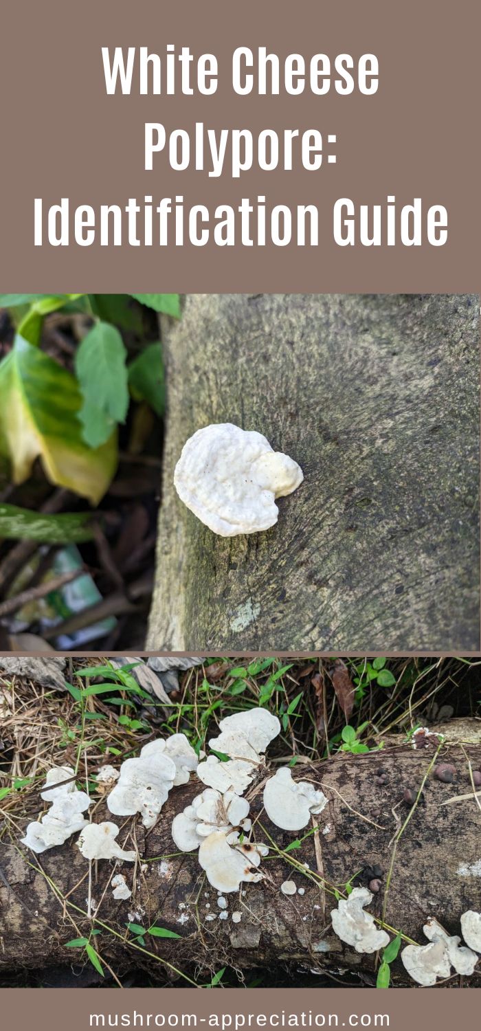 White Cheese Polypore: Identification Guide - Mushroom Appreciation