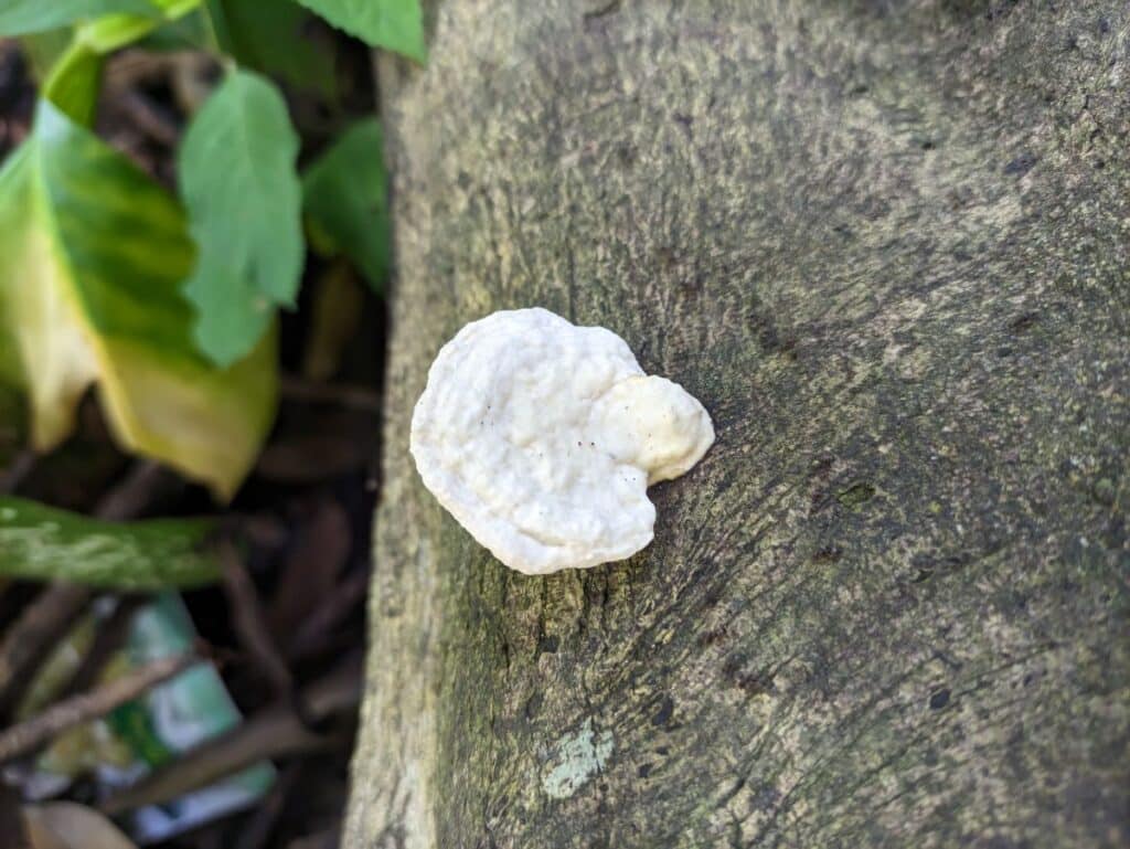 White Cheese Polypore: Identification Guide - Mushroom Appreciation