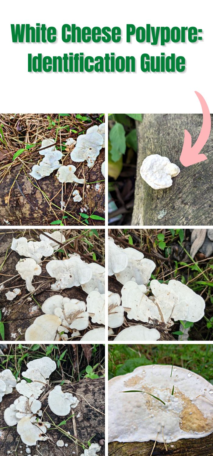 White Cheese Polypore: Identification Guide - Mushroom Appreciation