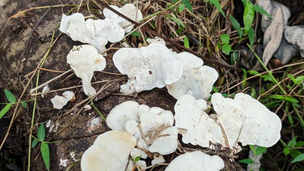 White Cheese Polypore: Identification Guide - Mushroom Appreciation