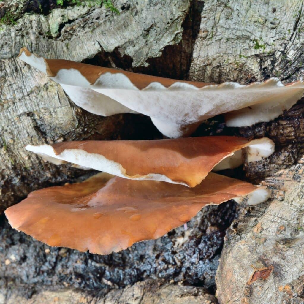 White Cheese Polypore: Identification Guide - Mushroom Appreciation