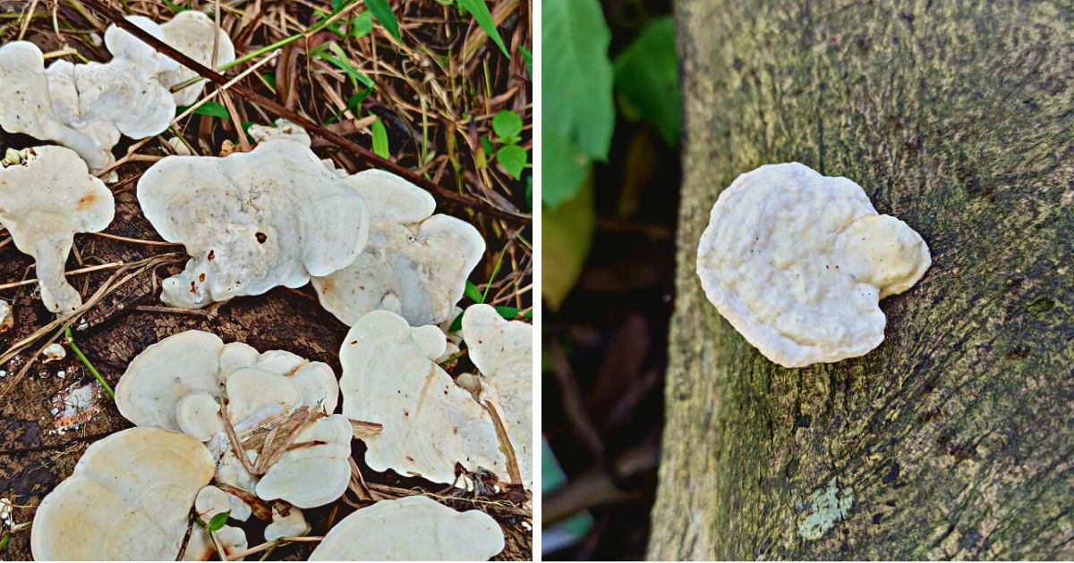 White Cheese Polypore: Identification Guide - Mushroom Appreciation