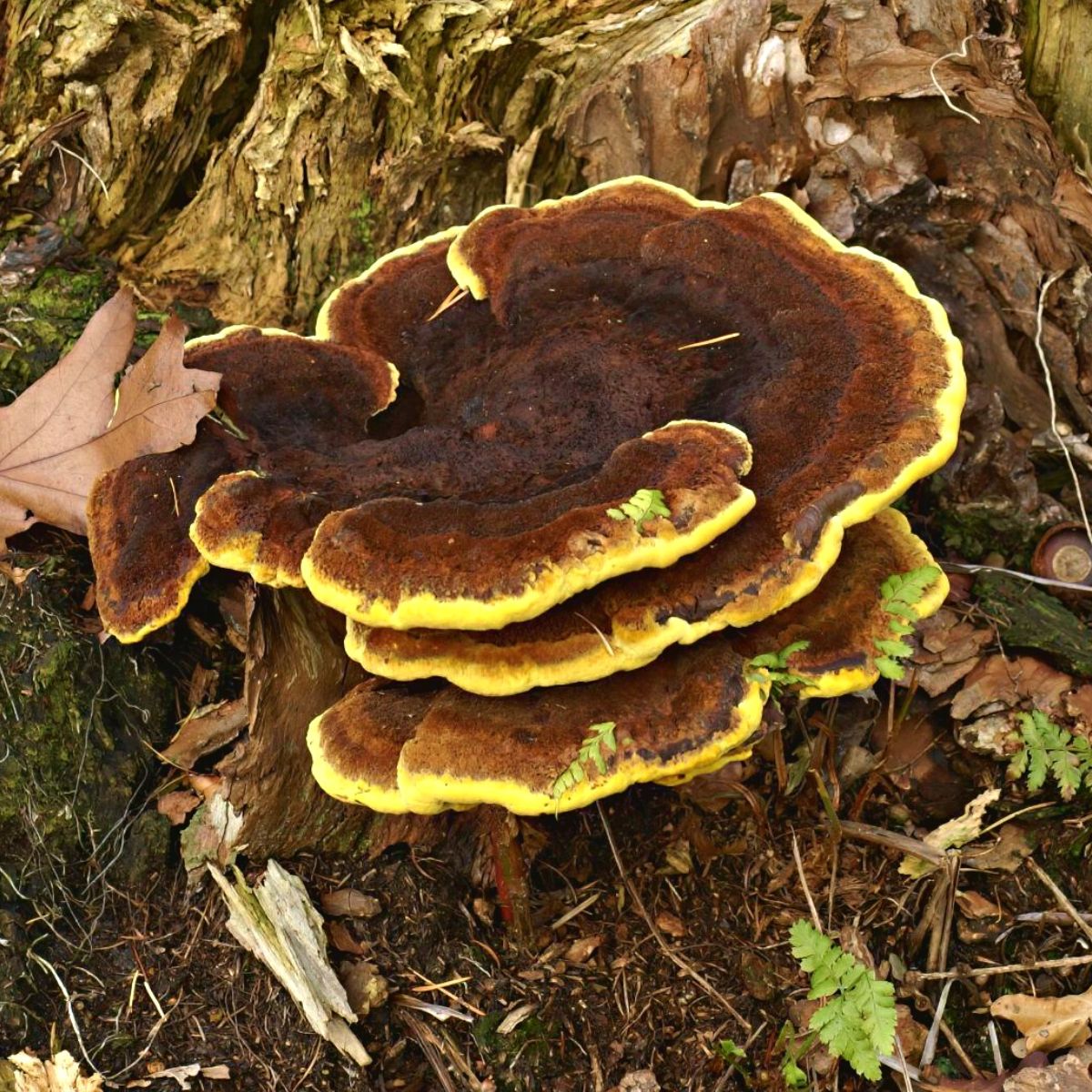 White Cheese Polypore: Identification Guide - Mushroom Appreciation