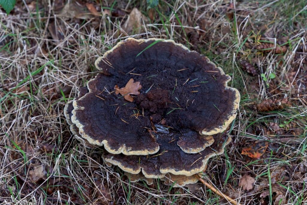 Dyer's Polypore: Identification, Lookalikes, and Natural Yarn Dyeing ...