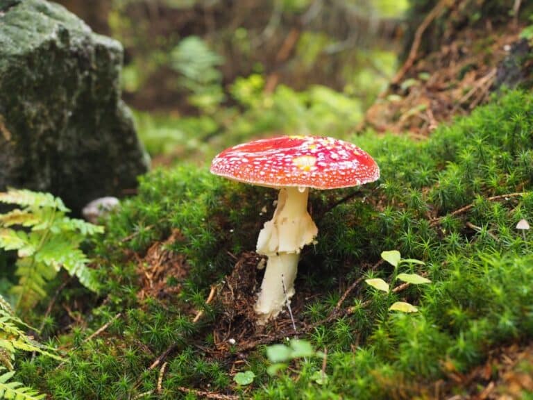 Fly Agaric: The Mushroom, The Myth, The Facts - Mushroom Appreciation