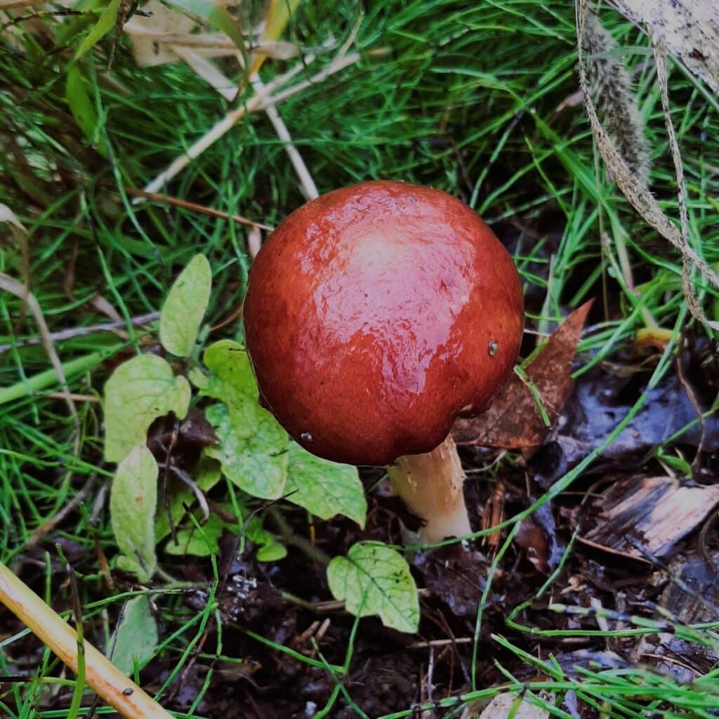 Cultivating Wine Cap Mushrooms A Comprehensive Guide To Growing The   20220922 093305 1024x1024 