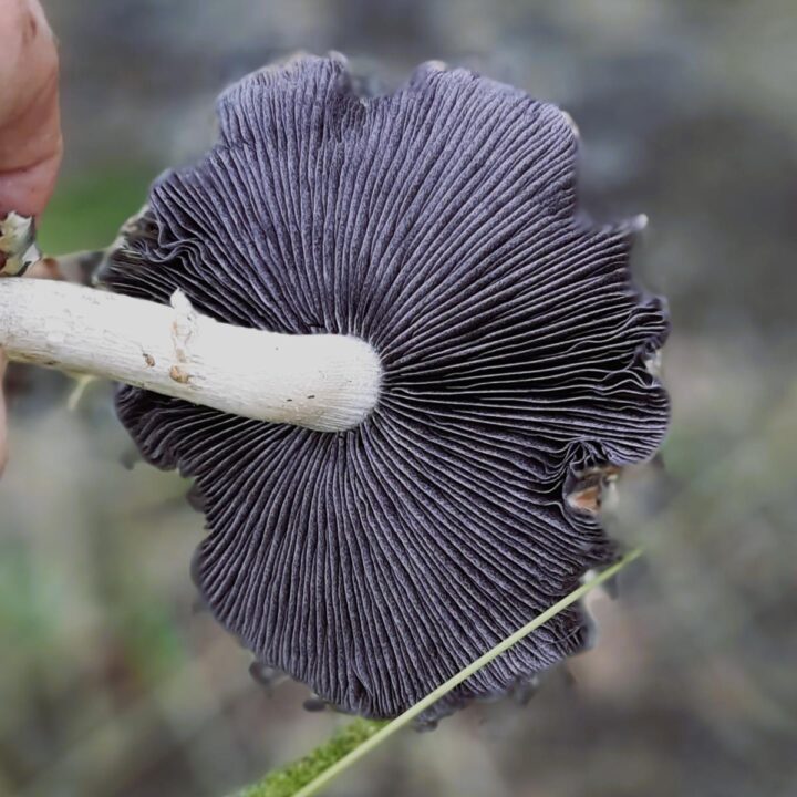 Cultivating Wine Cap Mushrooms: A Comprehensive Guide to Growing The ...