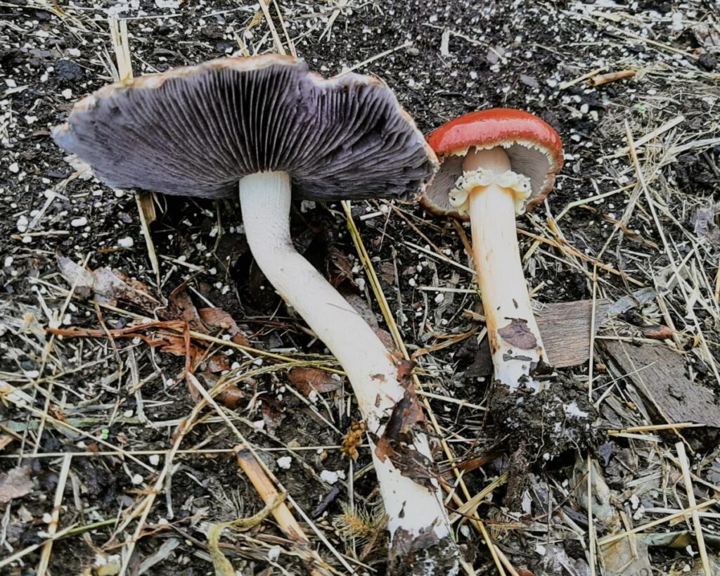 Cultivating Wine Cap Mushrooms A Comprehensive Guide To Growing The   20220922 093540 1024x819 