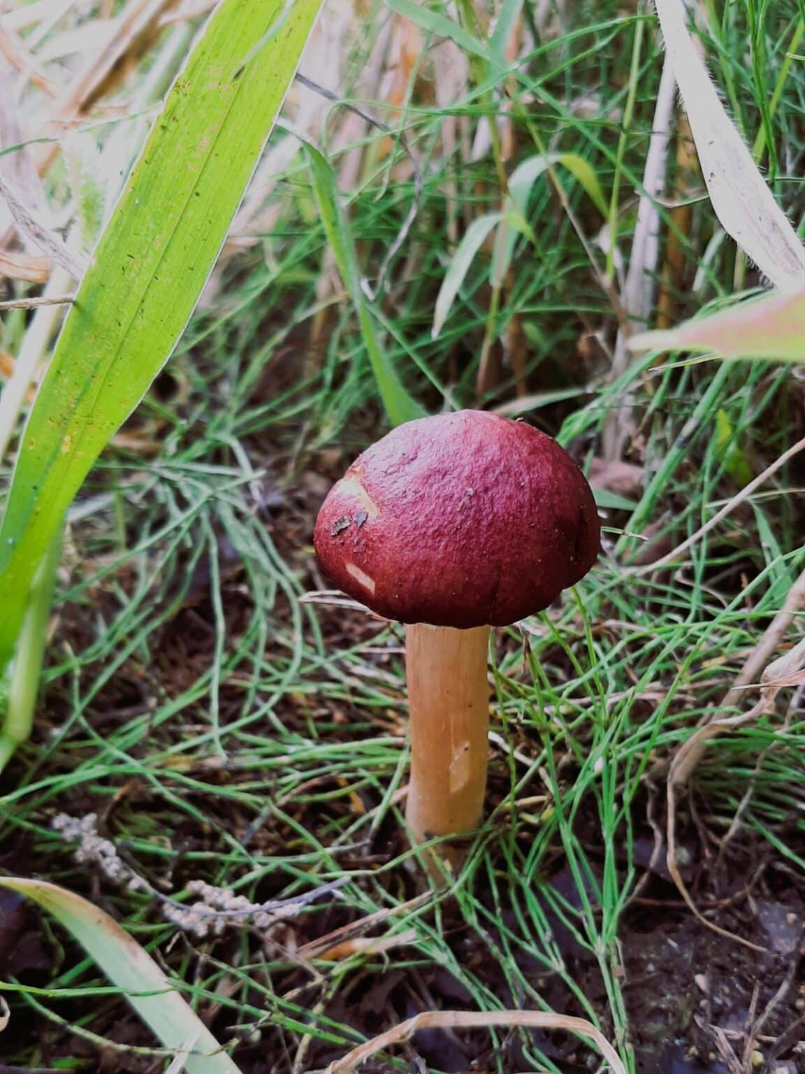 Cultivating Wine Cap Mushrooms A Comprehensive Guide To Growing The   20220923 085039 1152x1536 