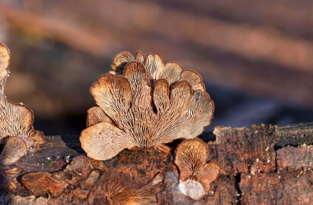 Bear Lentinellus: Guide to Identification, Habitat, and Edibility ...