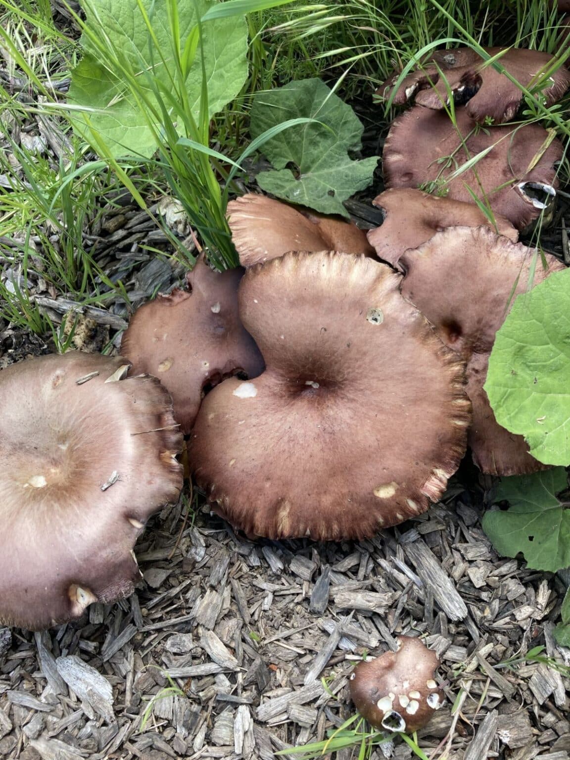 Cultivating Wine Cap Mushrooms A Comprehensive Guide To Growing The   Wine Cap 4 1152x1536 