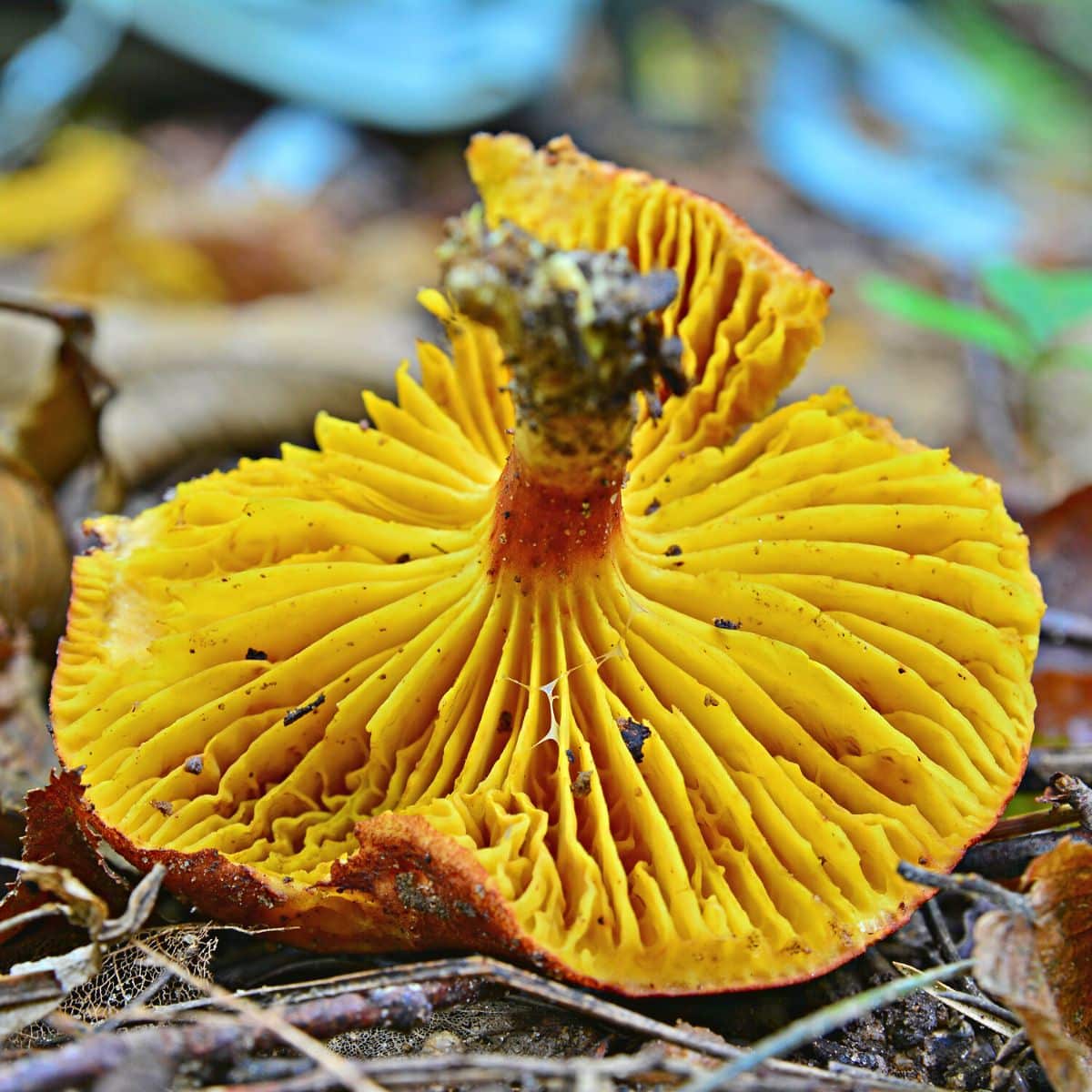 Boletes - Mushroom Appreciation