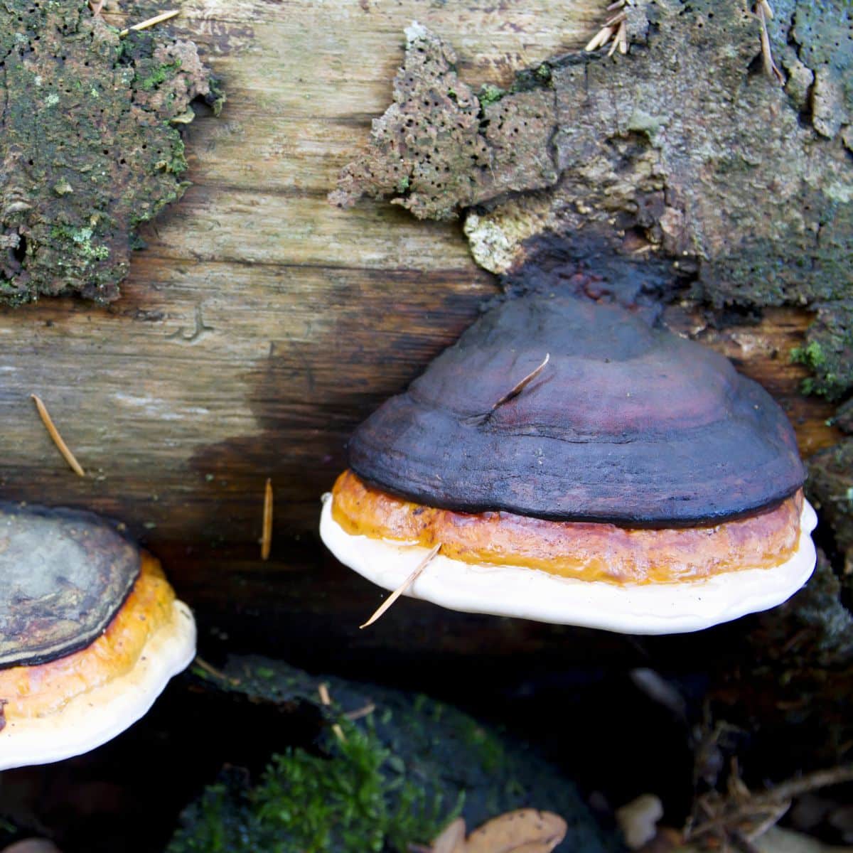 Red Belted Polypore Identification Guide - Mushroom Appreciation