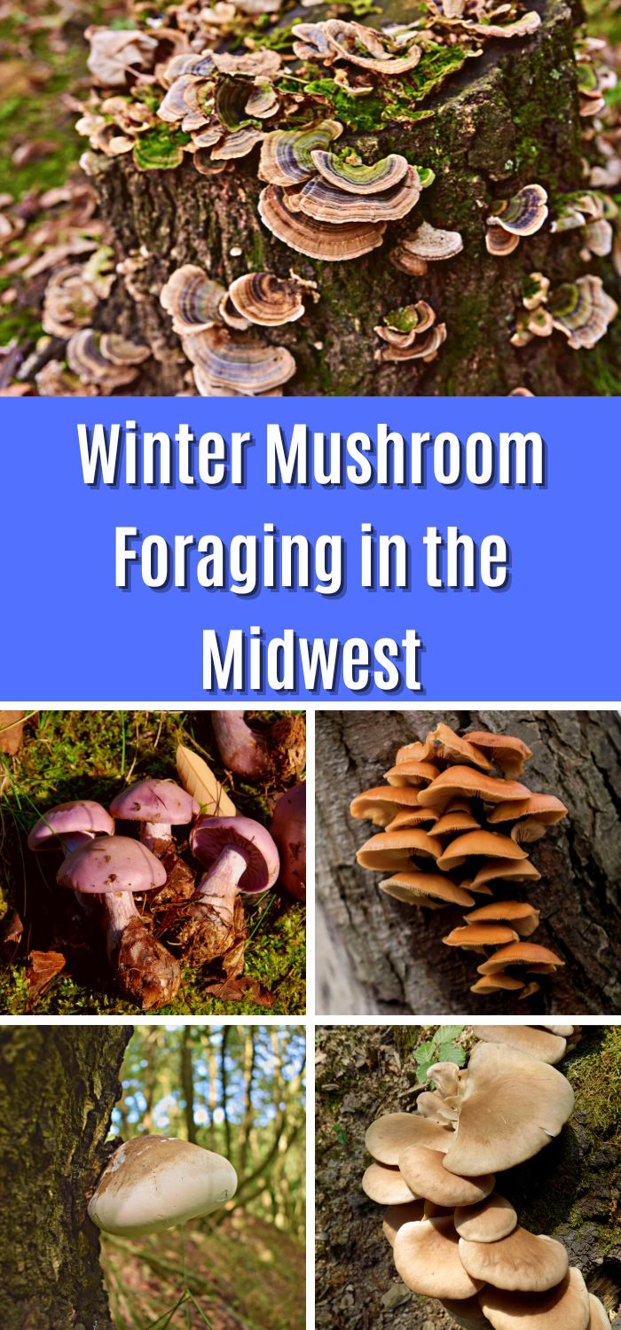 Winter Mushroom Foraging In The Midwest - Mushroom Appreciation