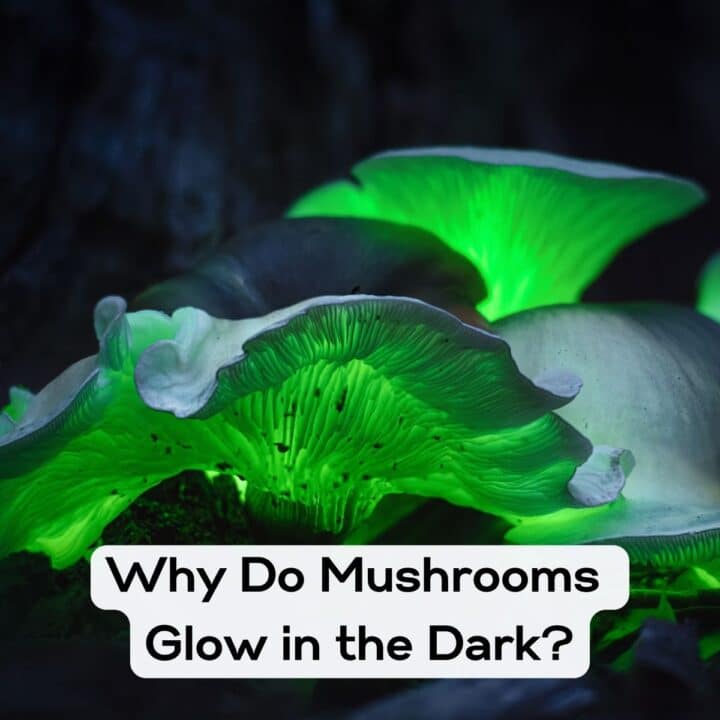 The Nutritional Value of Mushrooms - Mushroom Appreciation