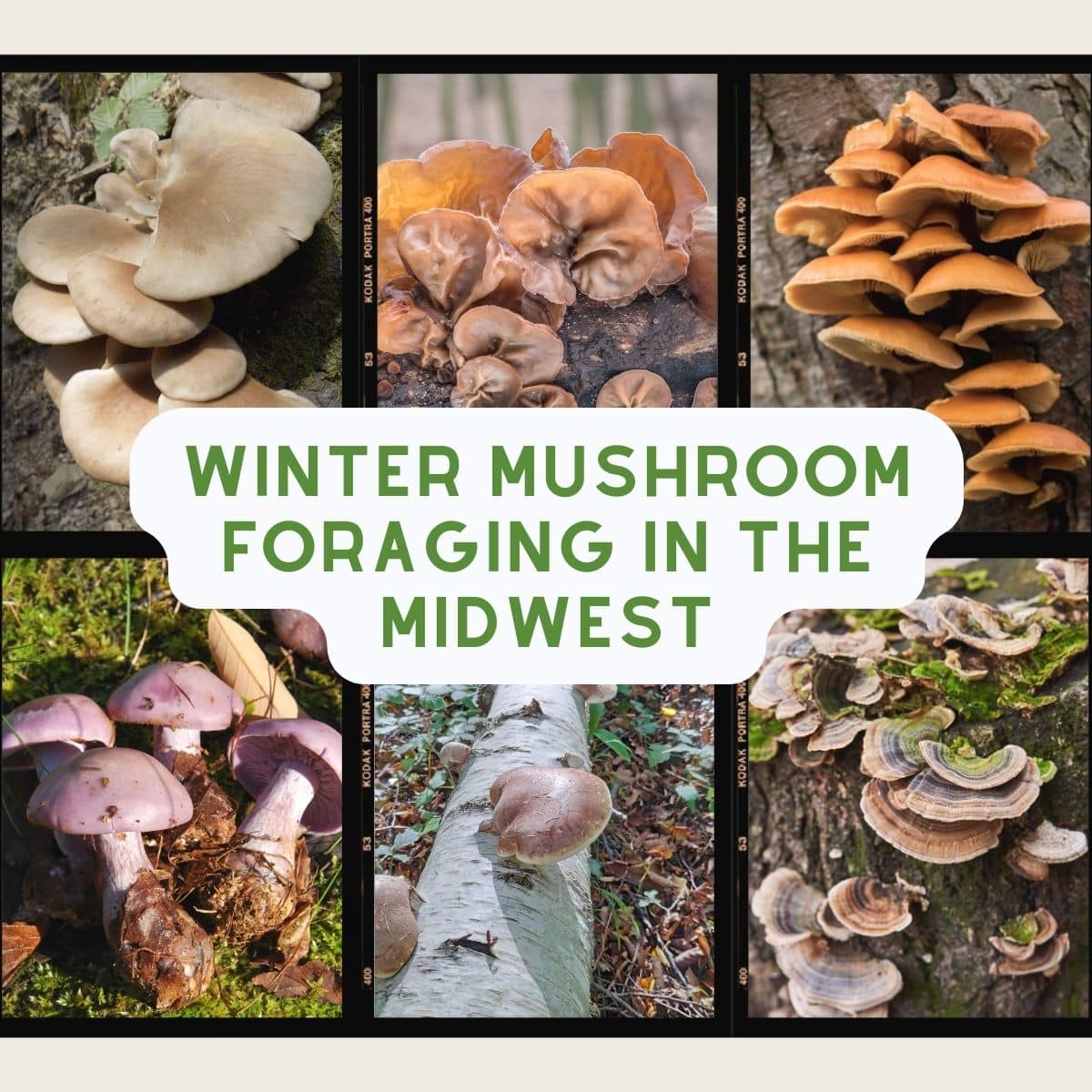 Winter Mushroom Foraging, By Region - Mushroom Appreciation