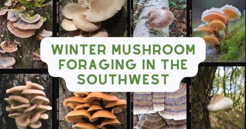 Winter Mushroom Foraging In The Southwest - Mushroom Appreciation