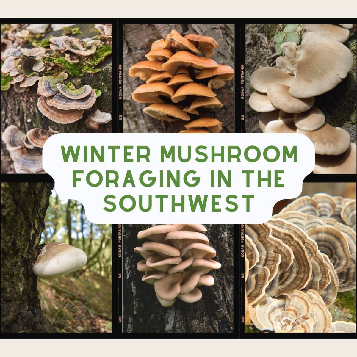 Winter Mushroom Foraging, By Region - Mushroom Appreciation