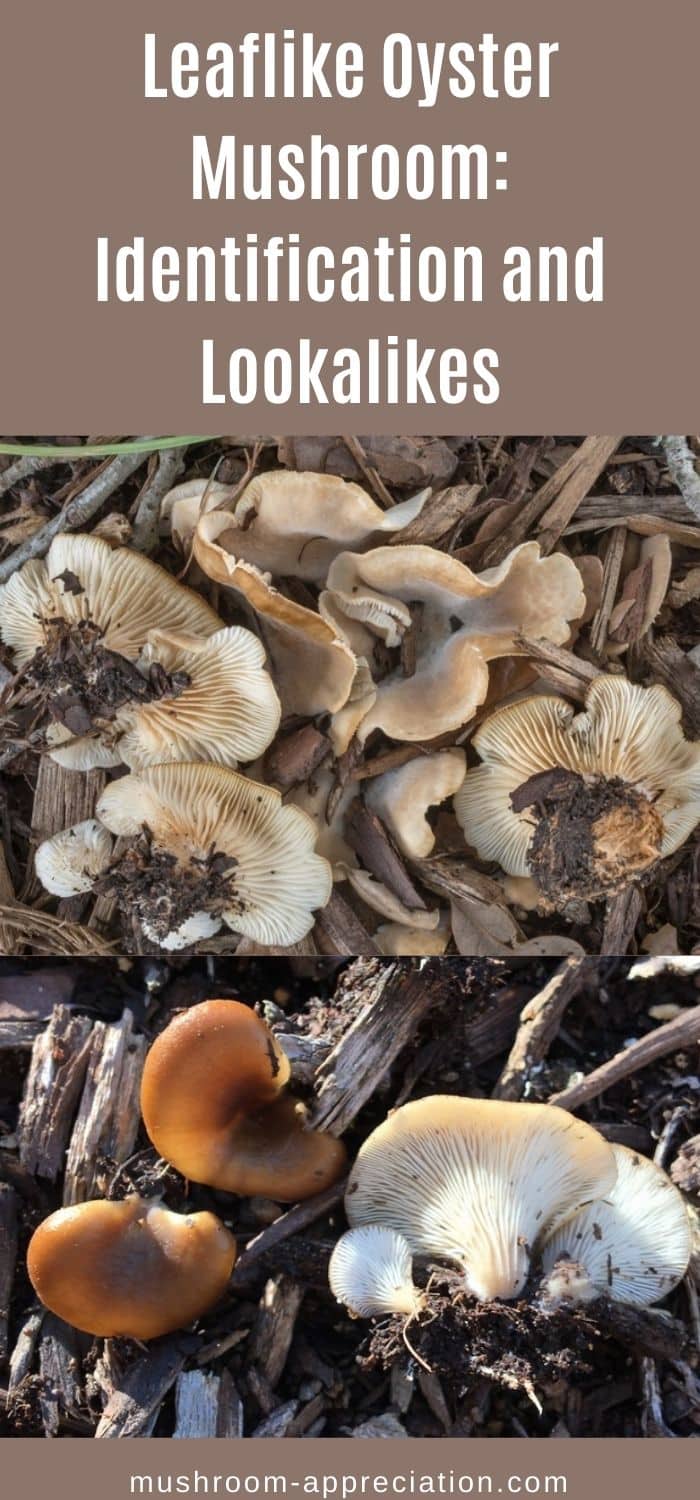 Leaflike Oyster Mushroom: Identification and Lookalikes - Mushroom ...