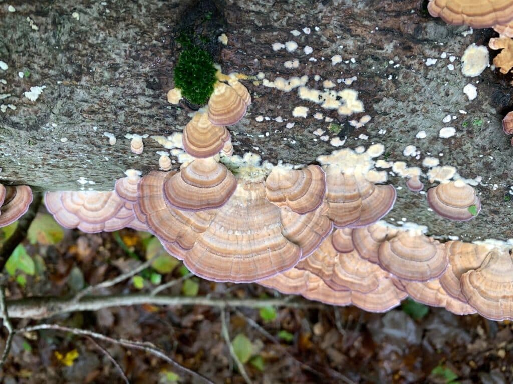 Violet Toothed Polypores: Species and Identification Guide - Mushroom ...