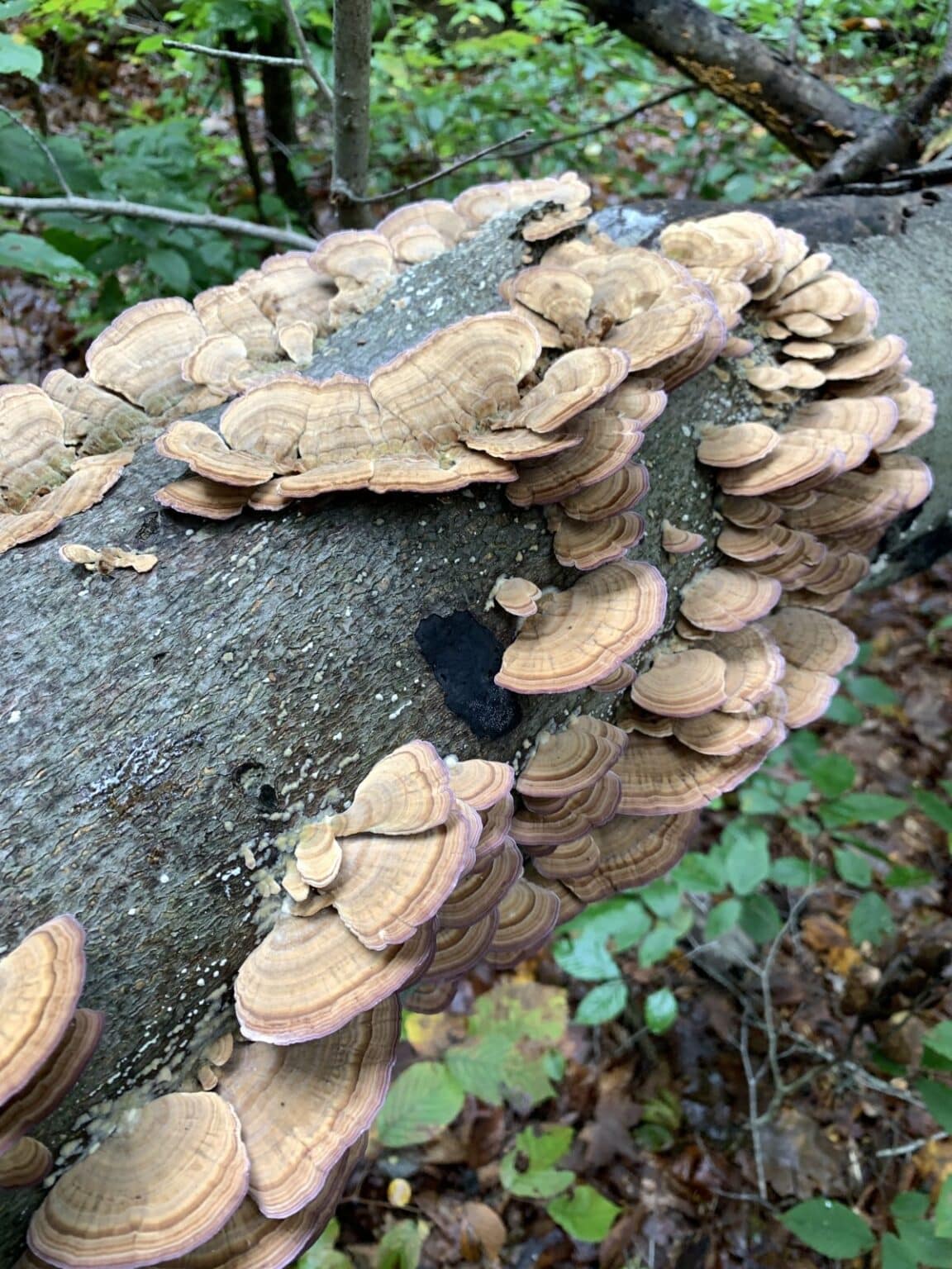 Violet Toothed Polypores: Species and Identification Guide - Mushroom ...