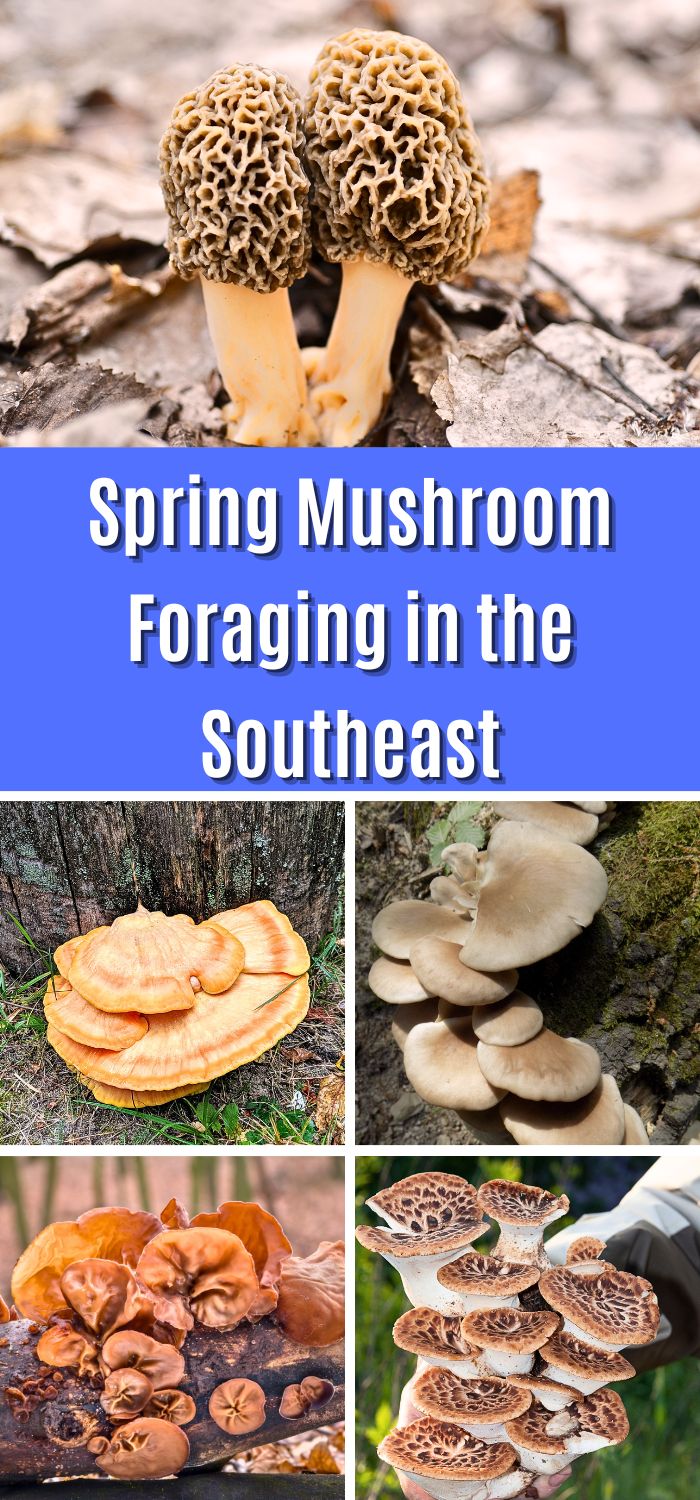 Spring Mushroom Foraging In The Southeast - Mushroom Appreciation