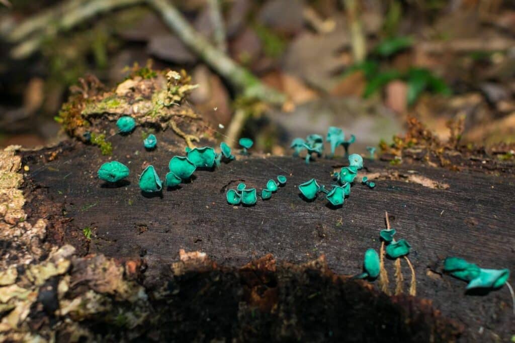 Green Elfcup Fungi: Identification, History, and Uses Of This Natural ...