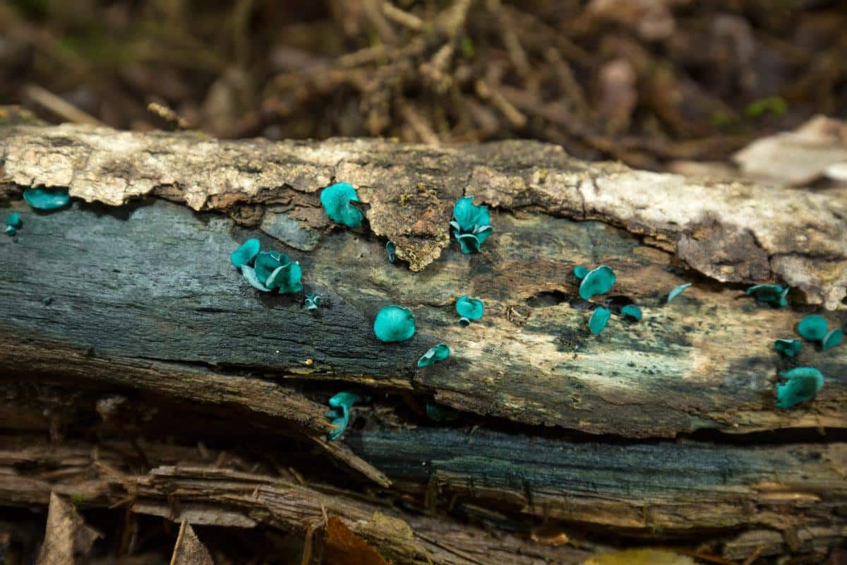 green elfcup fungi