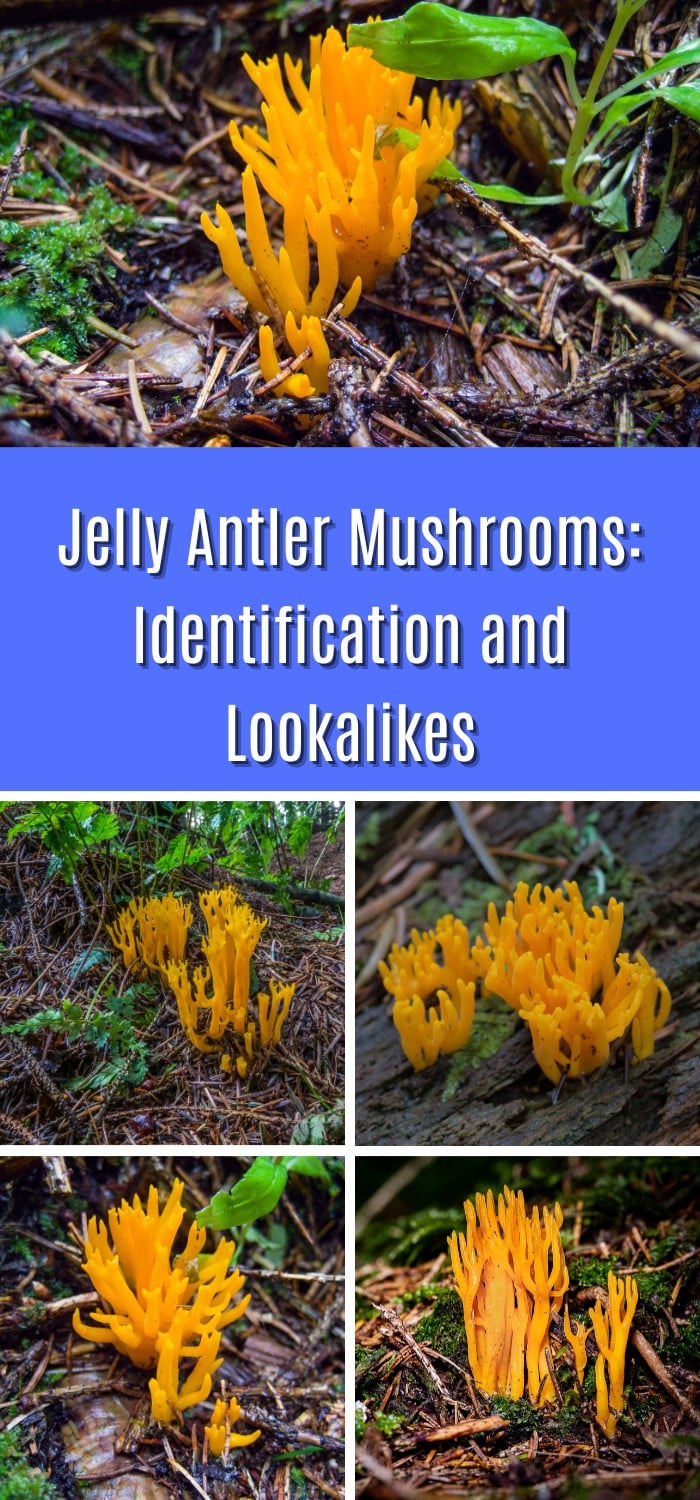 Jelly Antler Mushrooms: Identification and Lookalikes - Mushroom ...