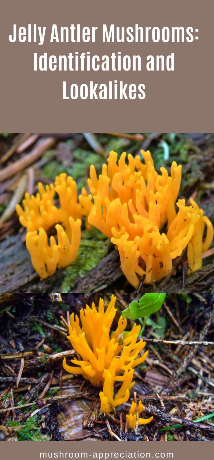 Jelly Antler Mushrooms: Identification and Lookalikes - Mushroom ...