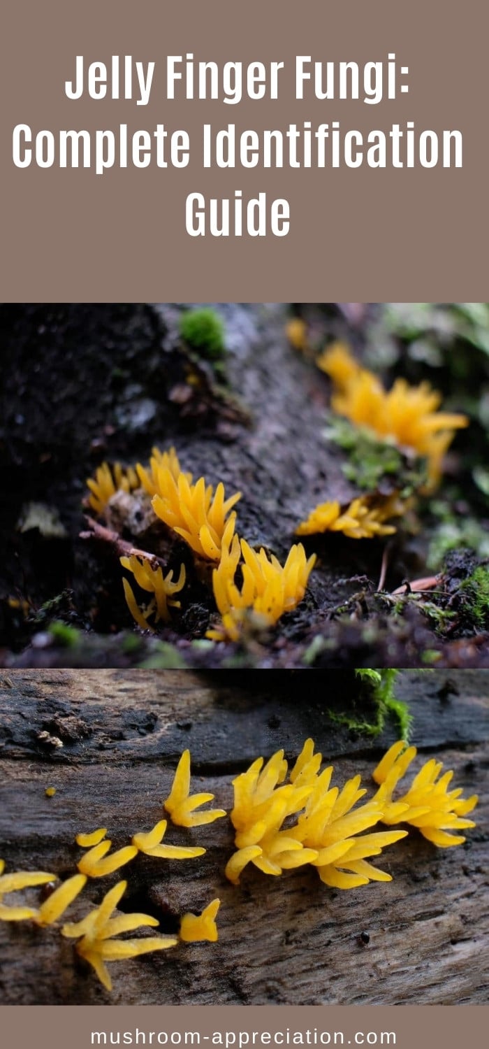 Jelly Finger Fungi: Complete Identification Guide - Mushroom Appreciation