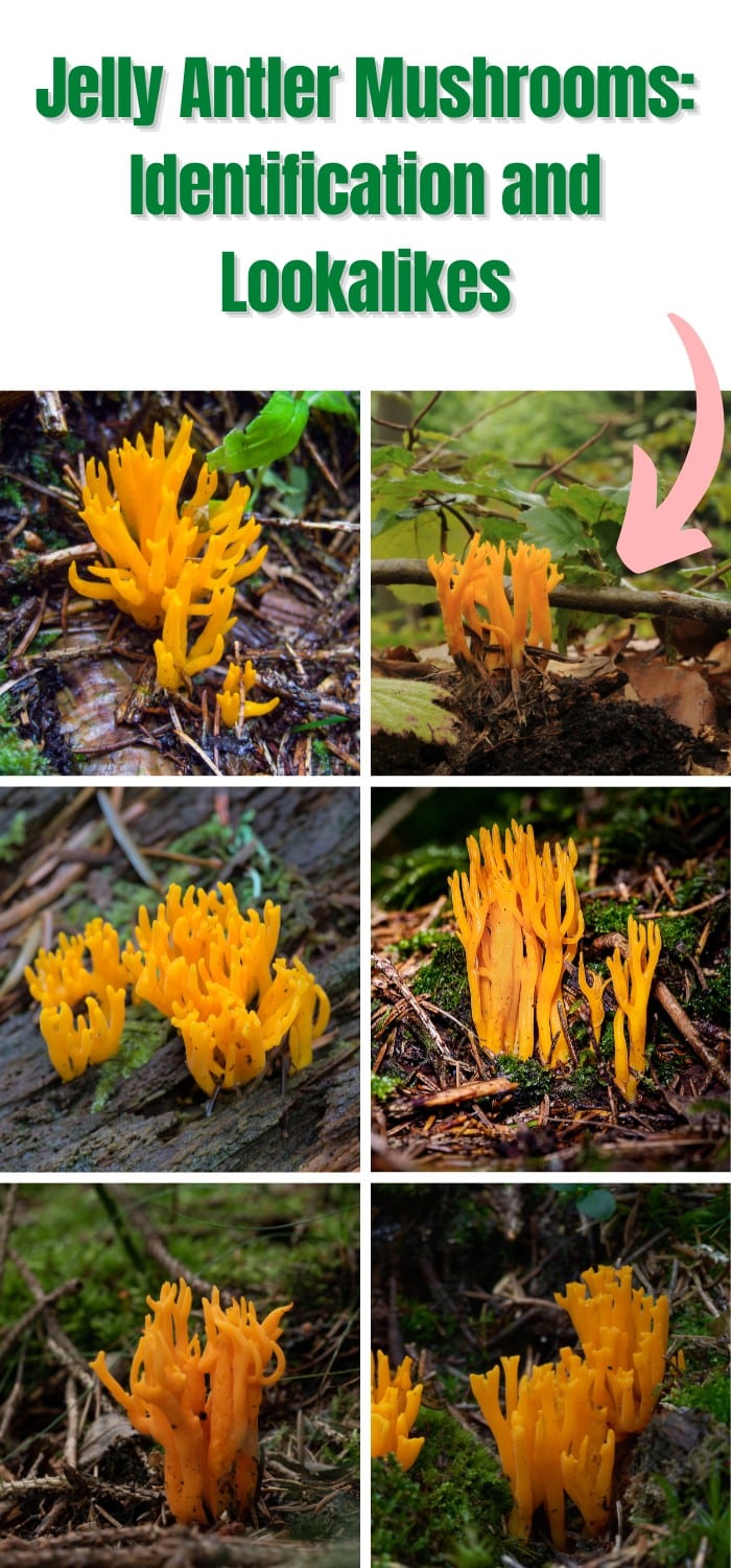 Jelly Antler Mushrooms: Identification and Lookalikes - Mushroom ...