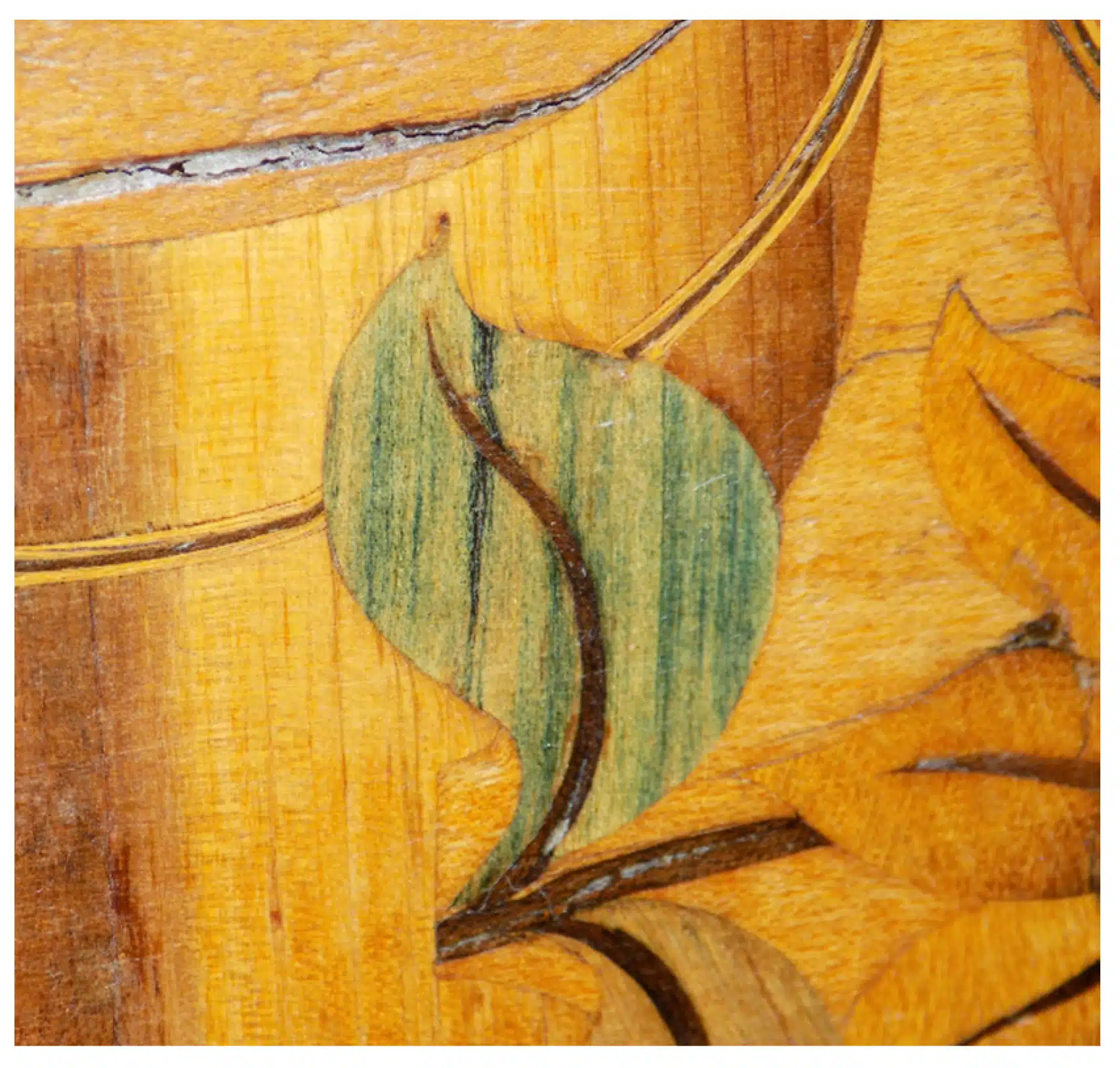 Chlorociboria wood working stain