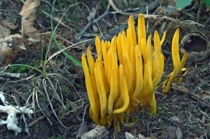 Jelly Antler Mushrooms: Identification and Lookalikes - Mushroom ...