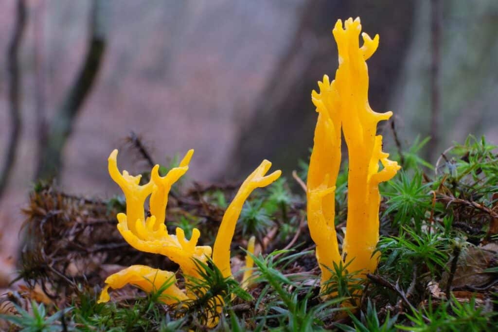 Jelly Antler Mushrooms: Identification and Lookalikes - Mushroom ...