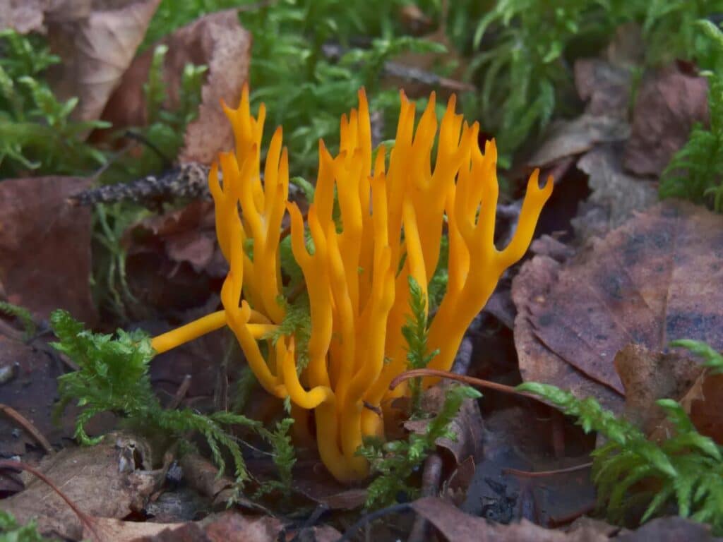 Jelly Antler Mushrooms: Identification and Lookalikes - Mushroom ...