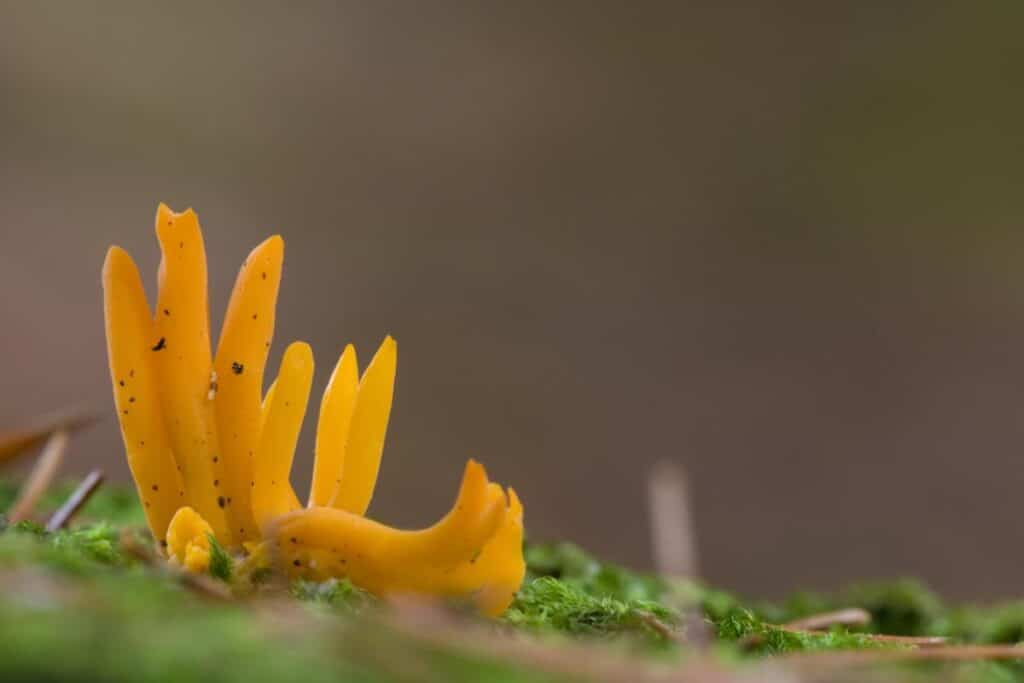 Jelly Antler Mushrooms: Identification and Lookalikes - Mushroom ...