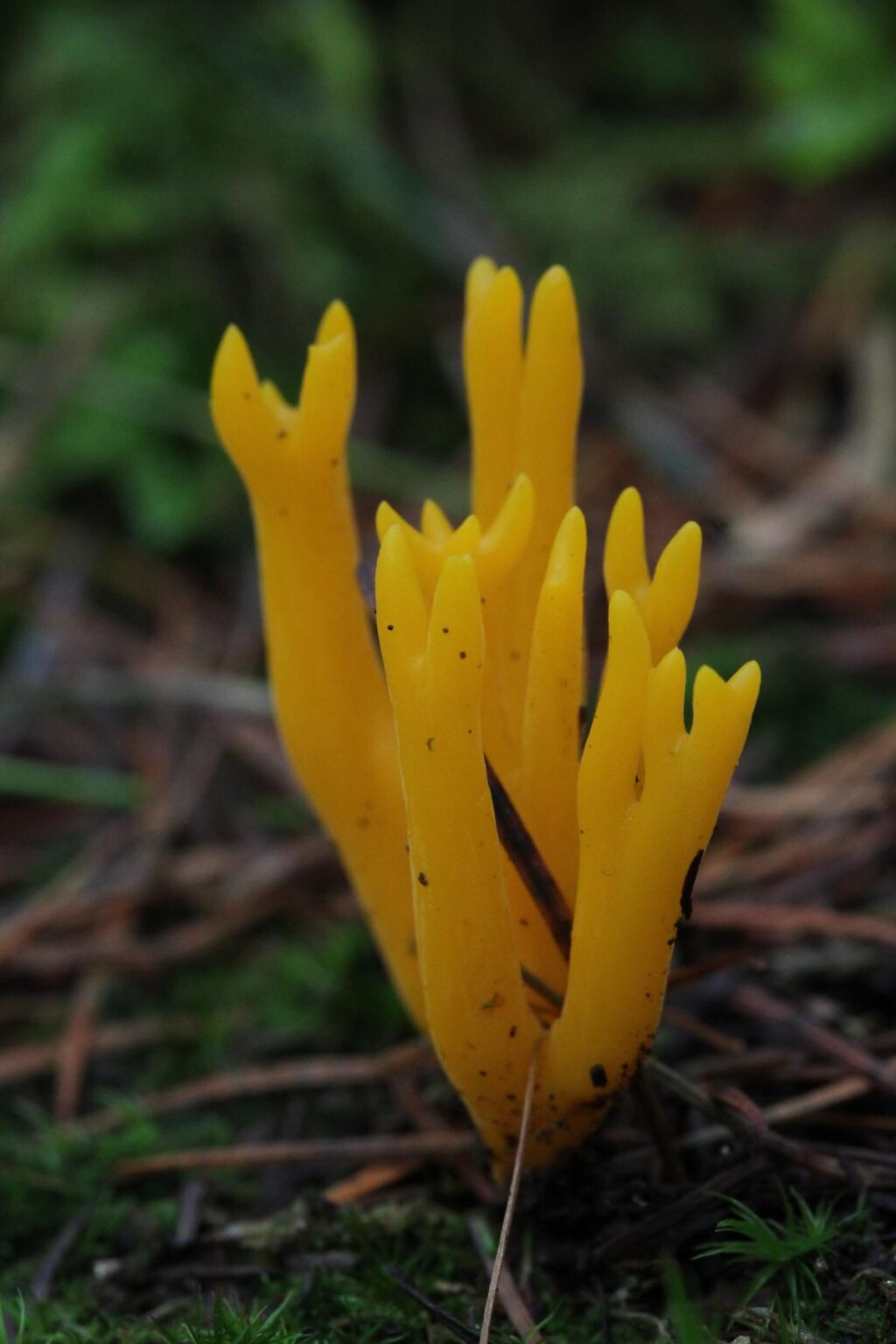 Jelly Antler Mushrooms: Identification and Lookalikes - Mushroom ...