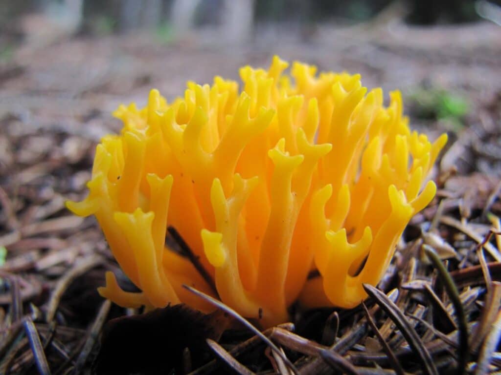 Jelly Antler Mushrooms: Identification and Lookalikes - Mushroom ...