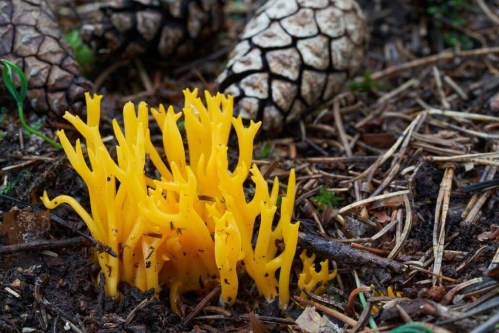 Jelly Antler Mushrooms: Identification and Lookalikes - Mushroom ...