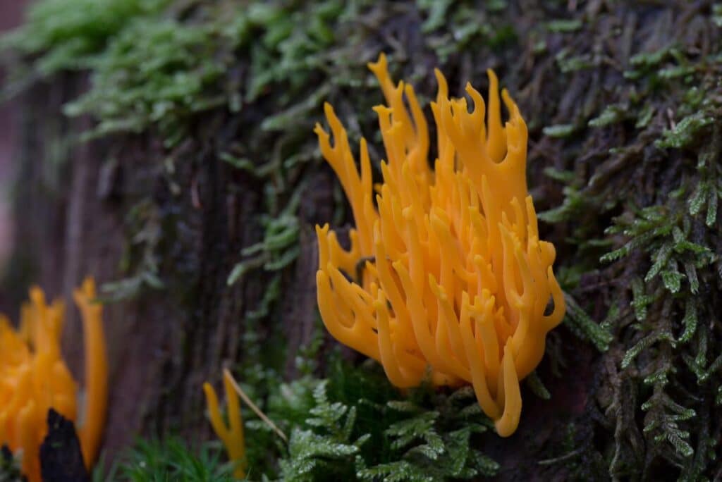 Jelly Antler Mushrooms: Identification and Lookalikes - Mushroom ...