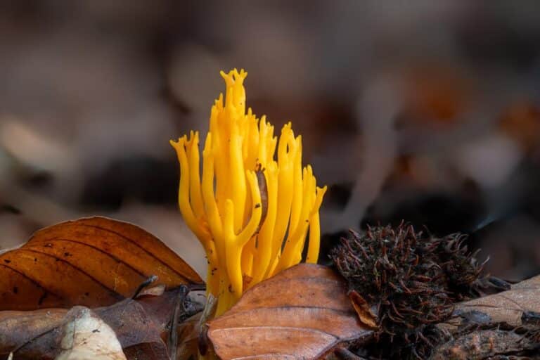 Jelly Antler Mushrooms: Identification and Lookalikes - Mushroom ...