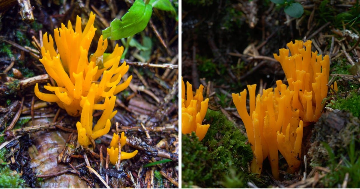 Jelly Antler Mushrooms: Identification and Lookalikes - Mushroom ...