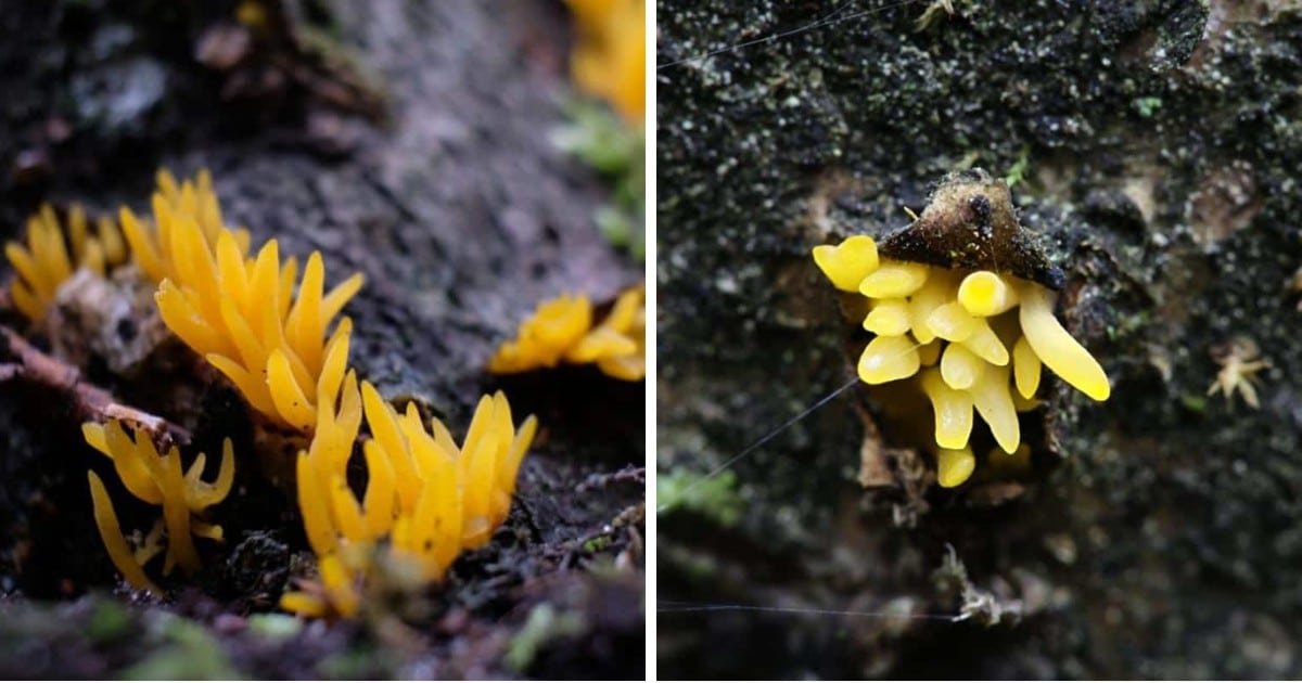 Jelly Finger Fungi: Complete Identification Guide - Mushroom Appreciation